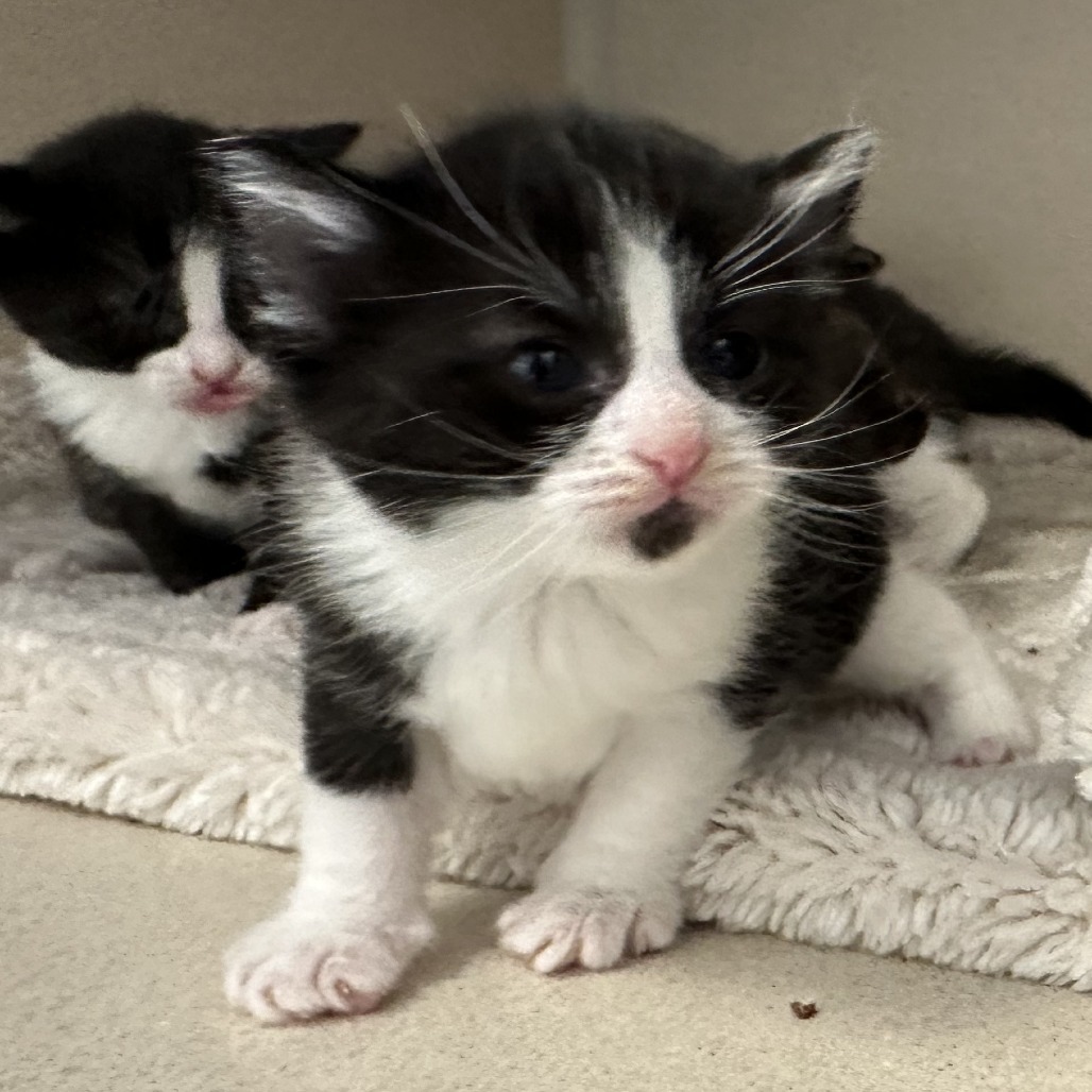 Belle, an adoptable Domestic Short Hair in Durango, CO, 81303 | Photo Image 3