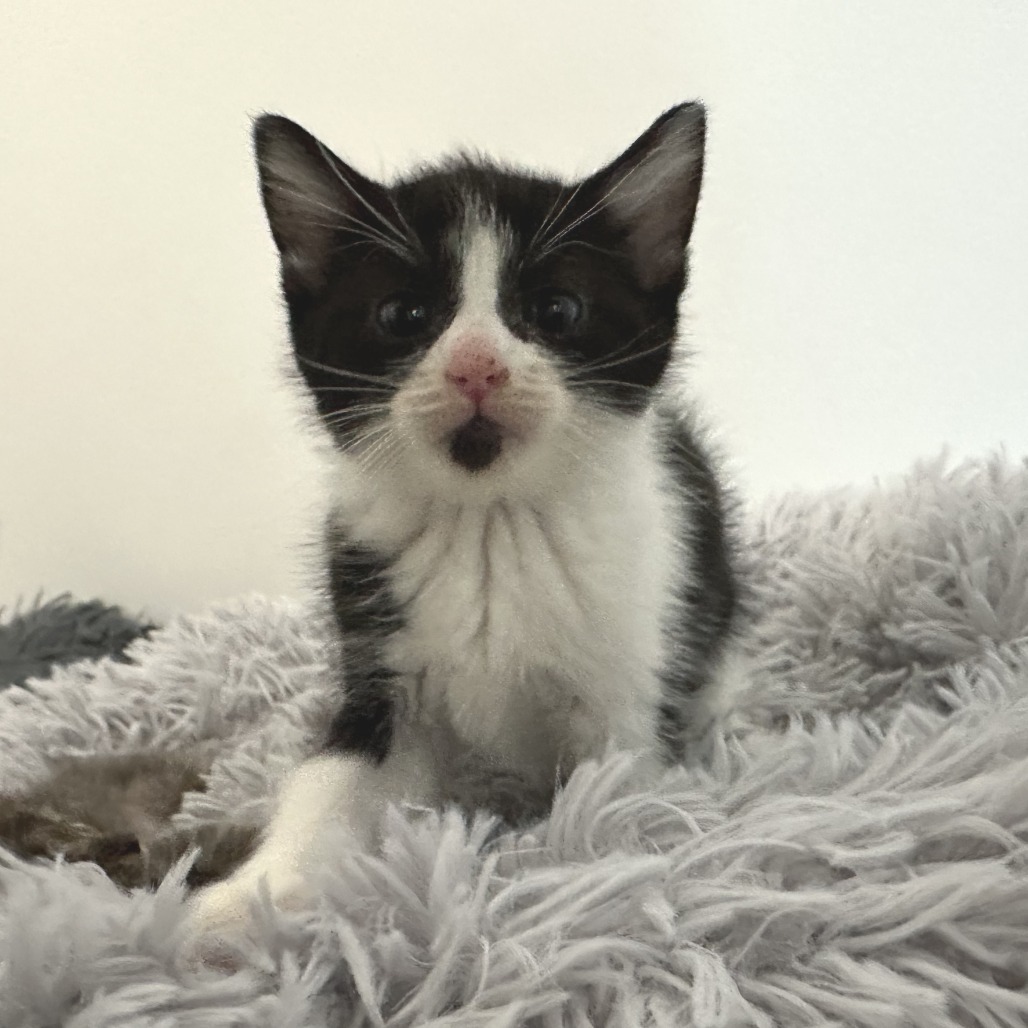 Belle, an adoptable Domestic Short Hair in Durango, CO, 81303 | Photo Image 4