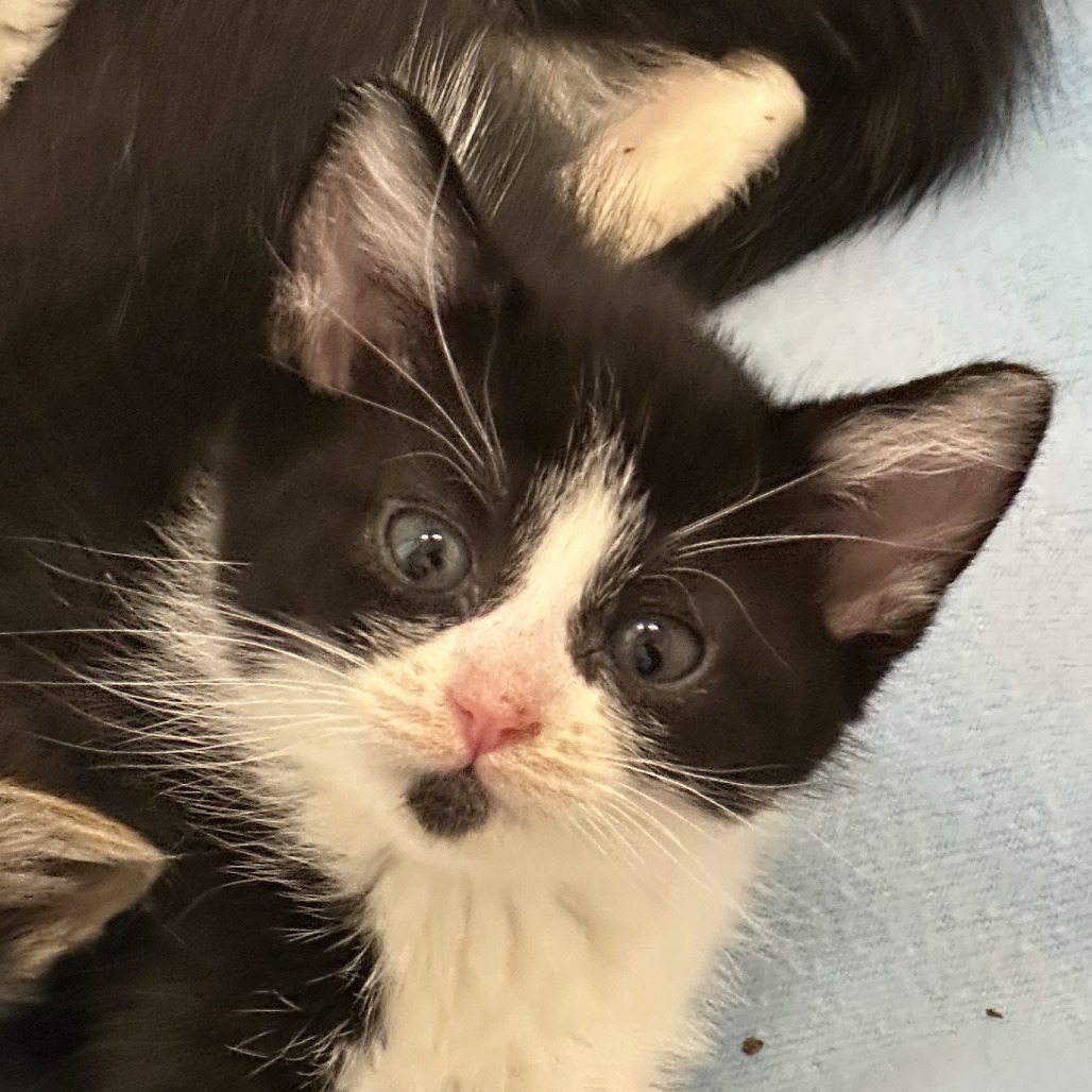 Belle, an adoptable Domestic Short Hair in Durango, CO, 81303 | Photo Image 5