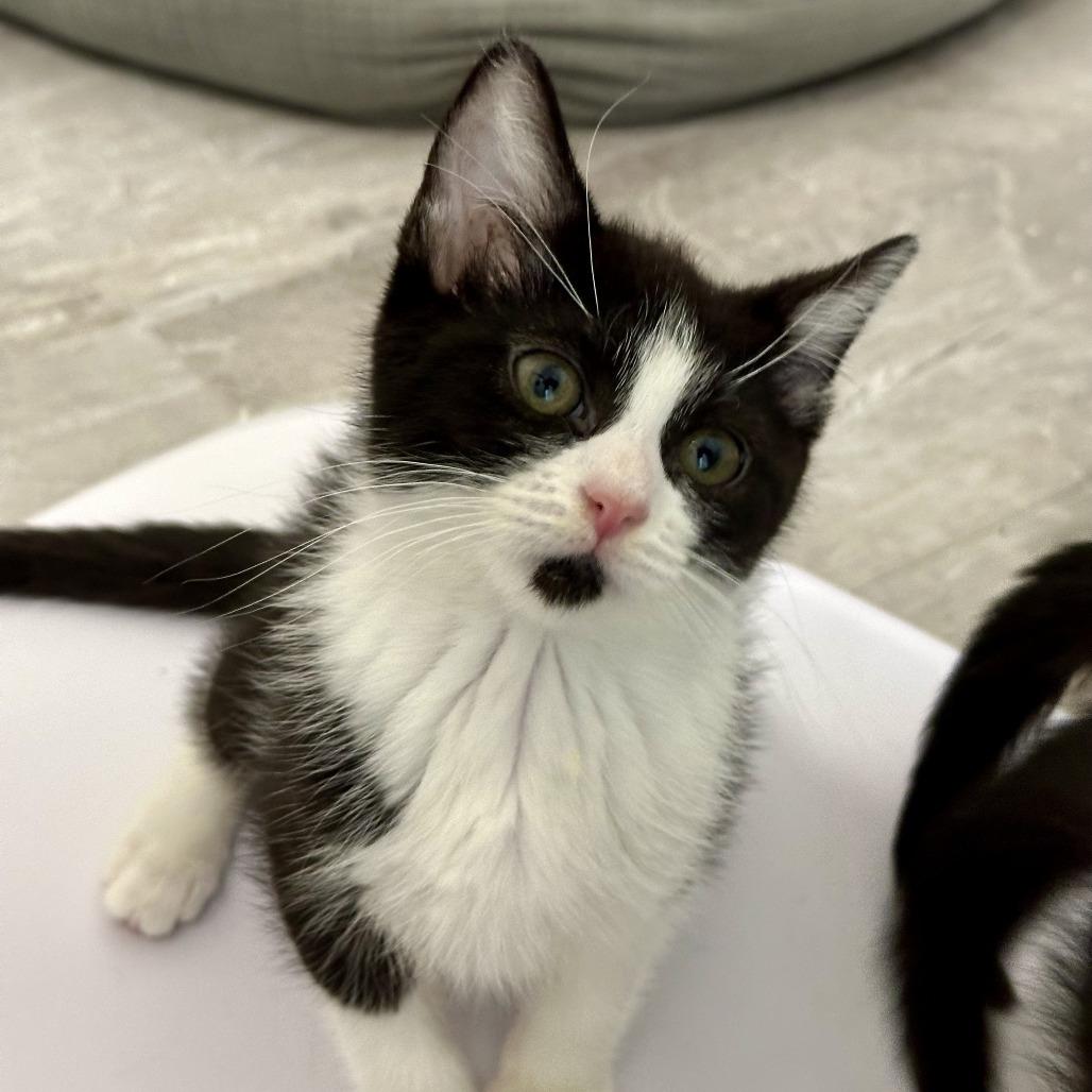 Belle, an adoptable Domestic Short Hair in Durango, CO, 81303 | Photo Image 6