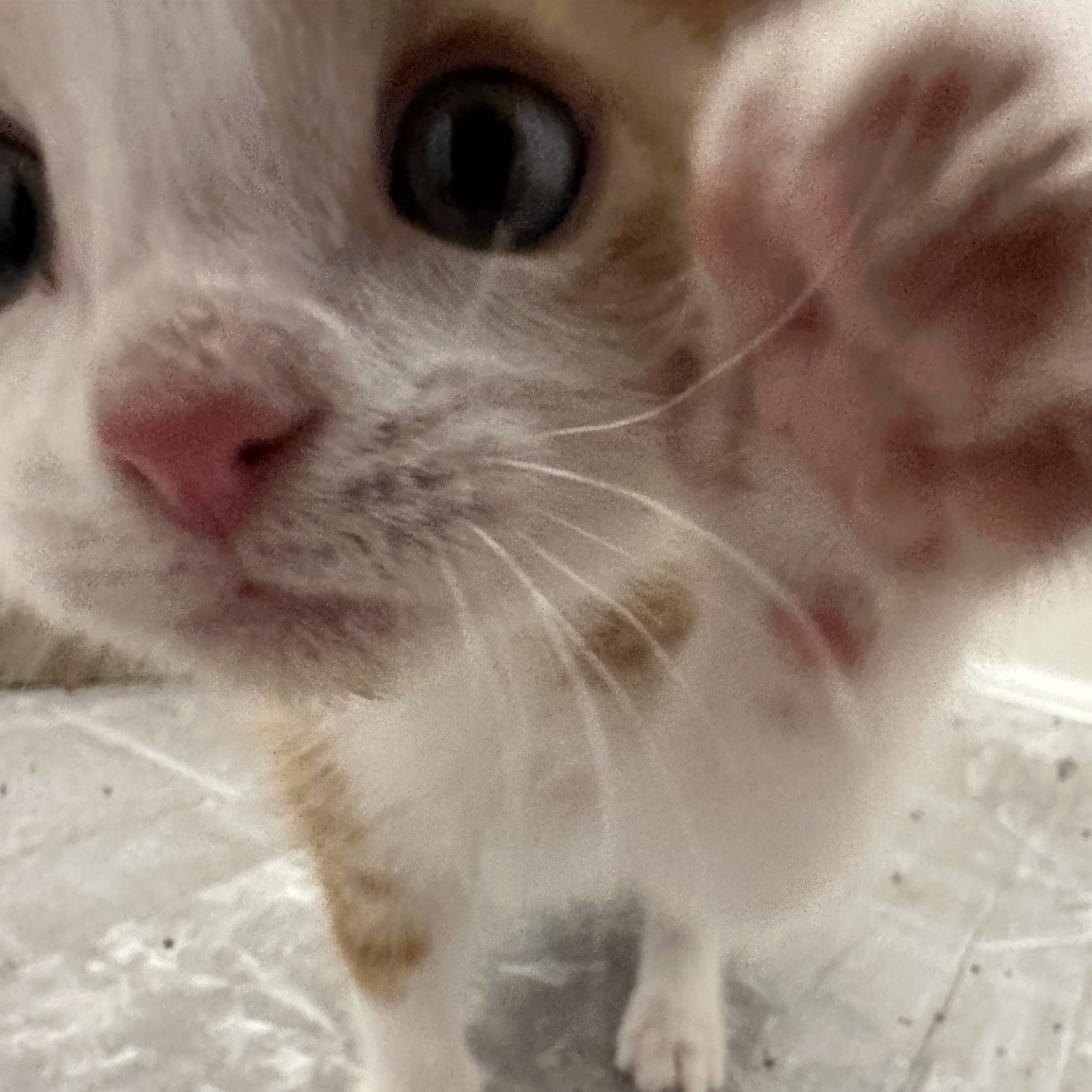 Butterscotch, an adoptable Domestic Short Hair in Durango, CO, 81303 | Photo Image 2