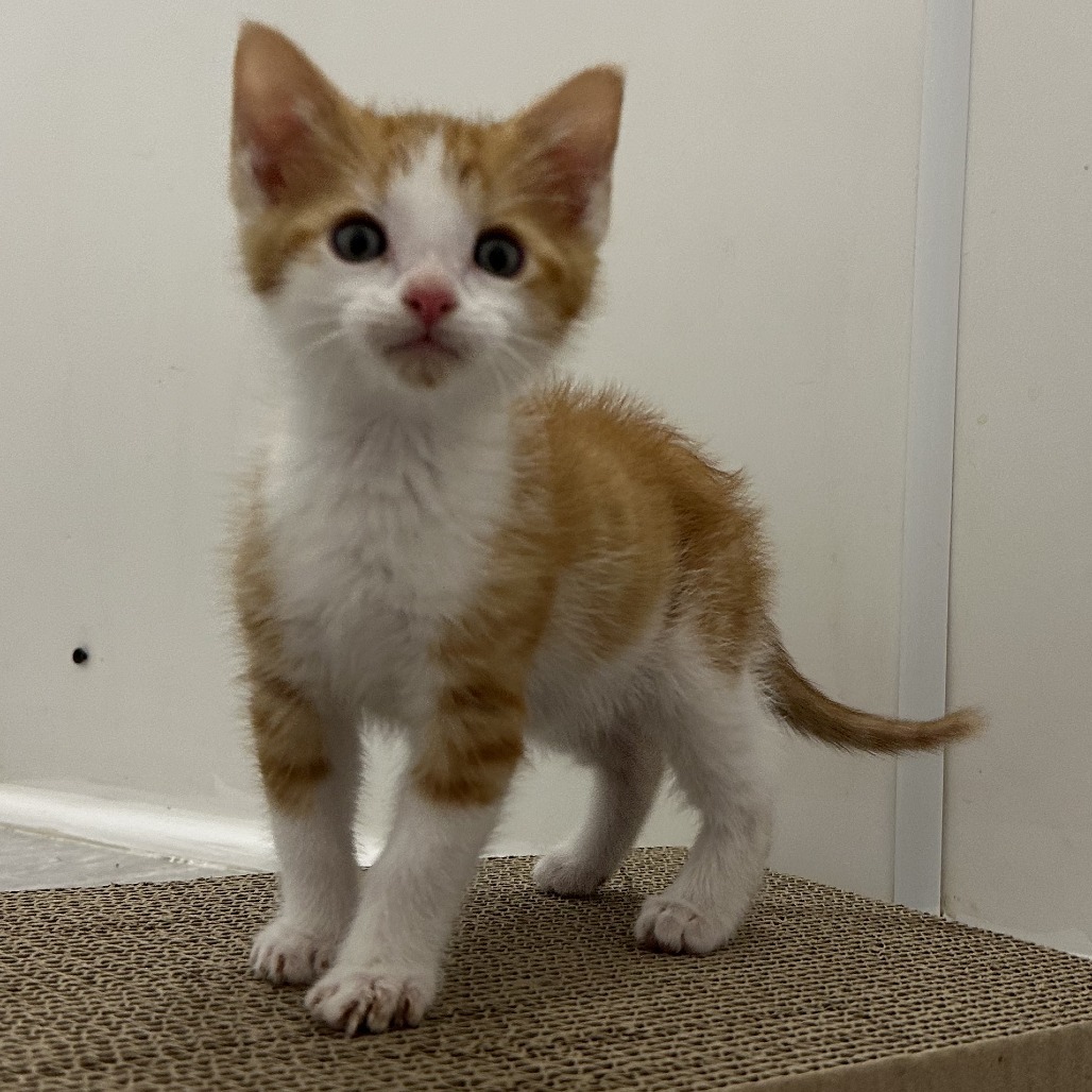 Butterscotch, an adoptable Domestic Short Hair in Durango, CO, 81303 | Photo Image 3