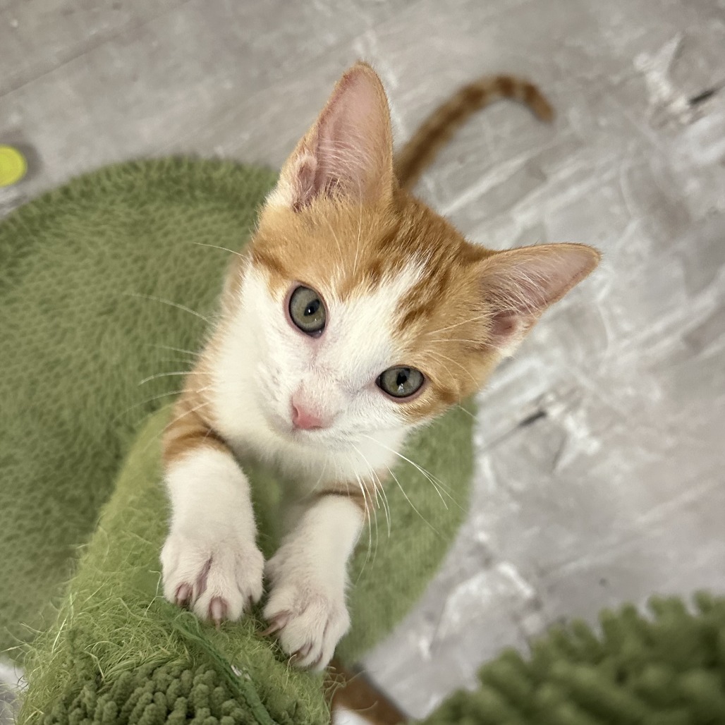 Butterscotch, an adoptable Domestic Short Hair in Durango, CO, 81303 | Photo Image 4