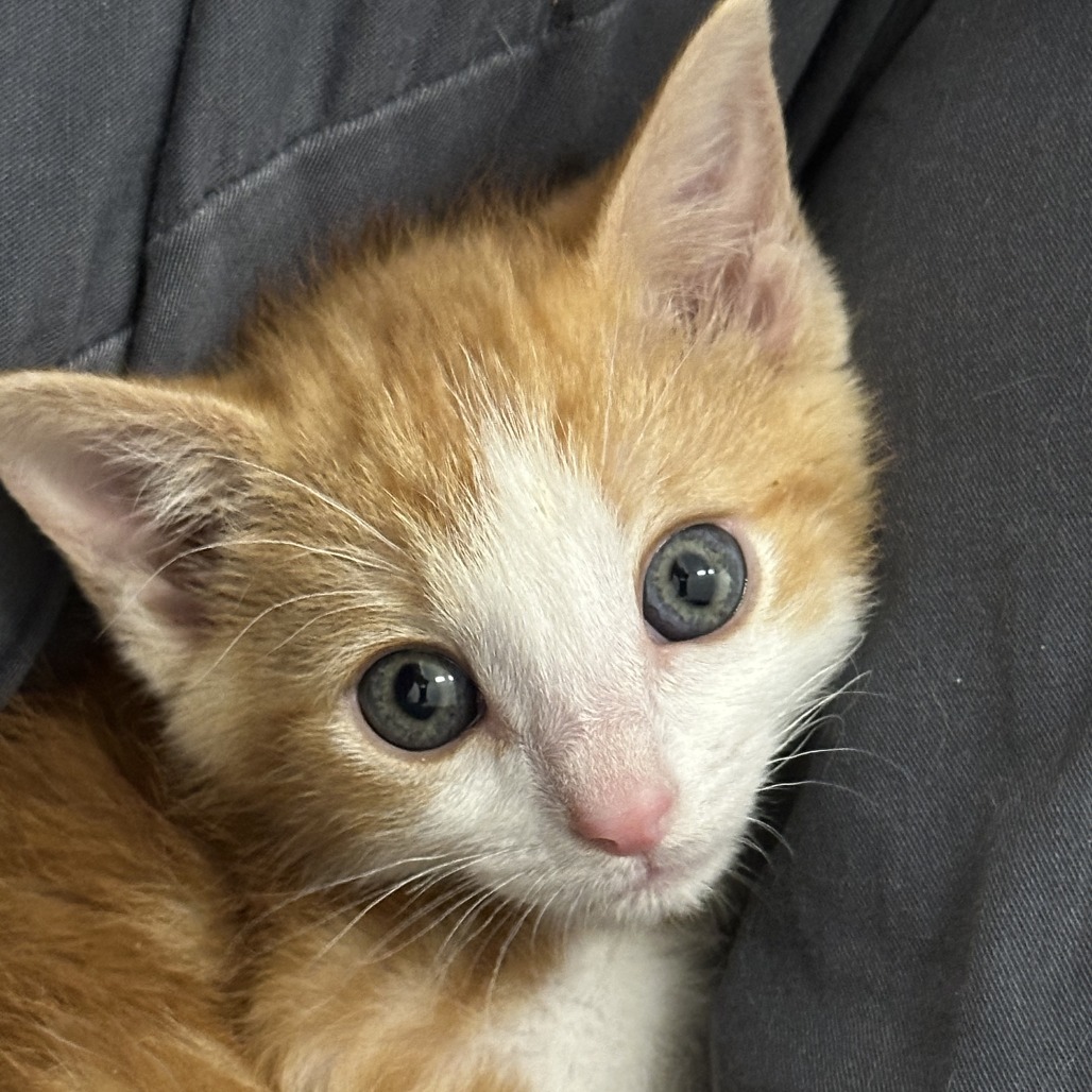 GingerSnaps, an adoptable Domestic Short Hair in Durango, CO, 81303 | Photo Image 2