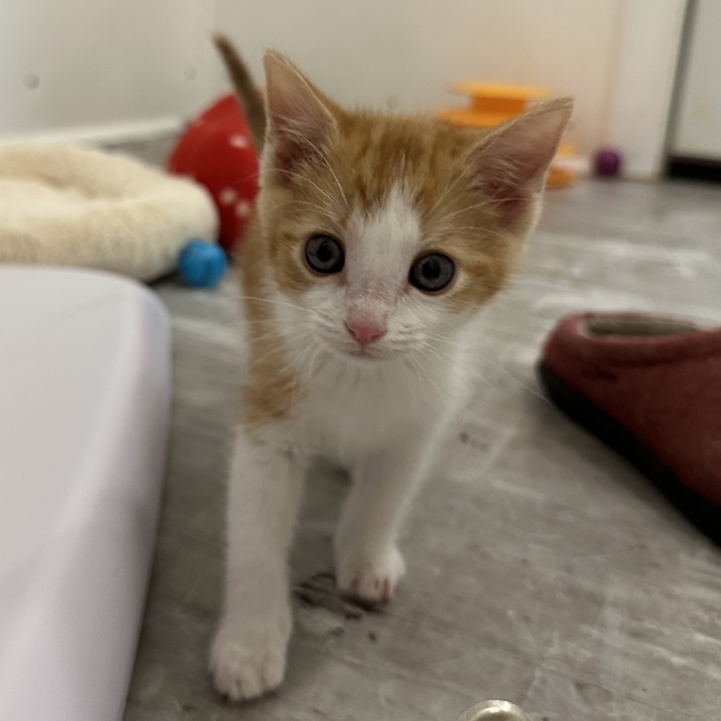 GingerSnaps, an adoptable Domestic Short Hair in Durango, CO, 81303 | Photo Image 3