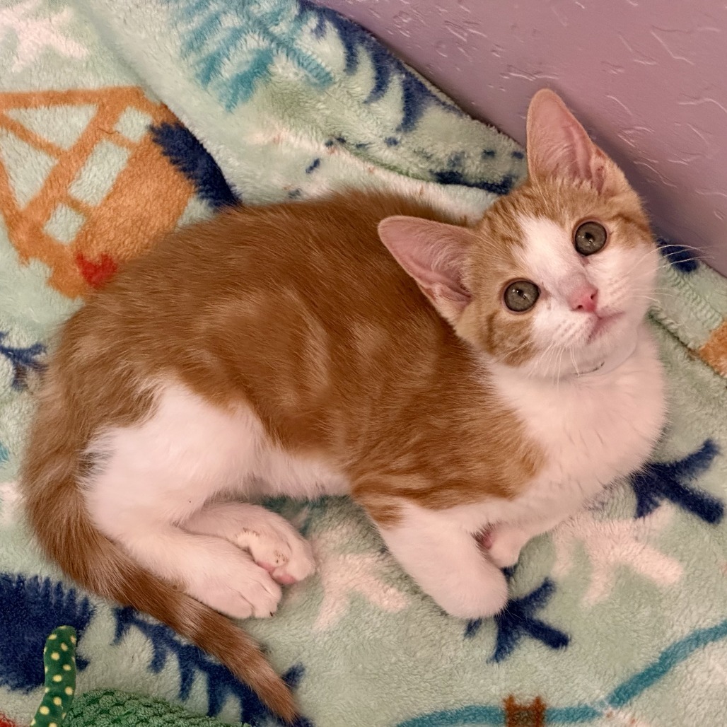 GingerSnaps, an adoptable Domestic Short Hair in Durango, CO, 81303 | Photo Image 4