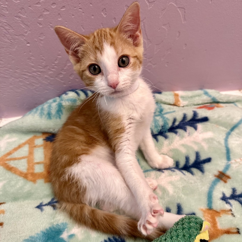GingerSnaps, an adoptable Domestic Short Hair in Durango, CO, 81303 | Photo Image 5