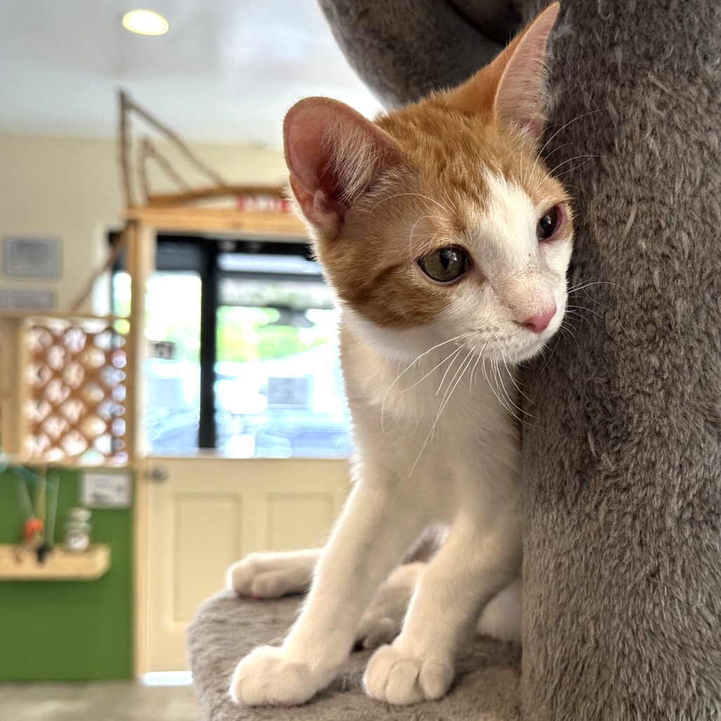 GingerSnaps, an adoptable Domestic Short Hair in Durango, CO, 81303 | Photo Image 6
