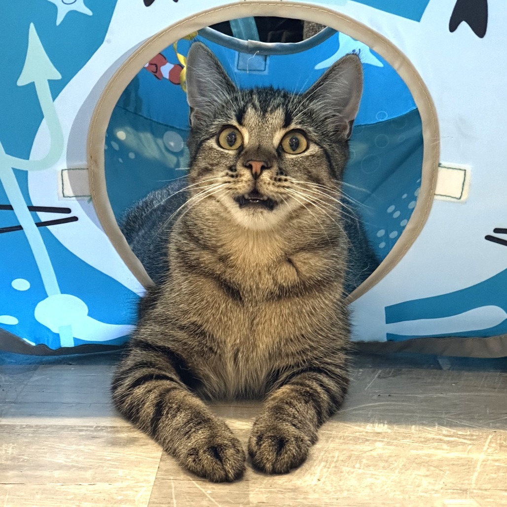 Tiny, an adoptable Domestic Short Hair in Durango, CO, 81303 | Photo Image 1