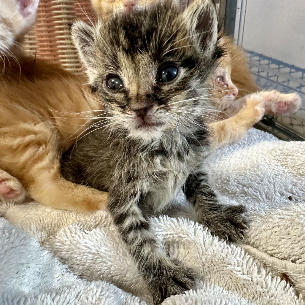 Tiny, an adoptable Domestic Short Hair in Durango, CO, 81303 | Photo Image 2