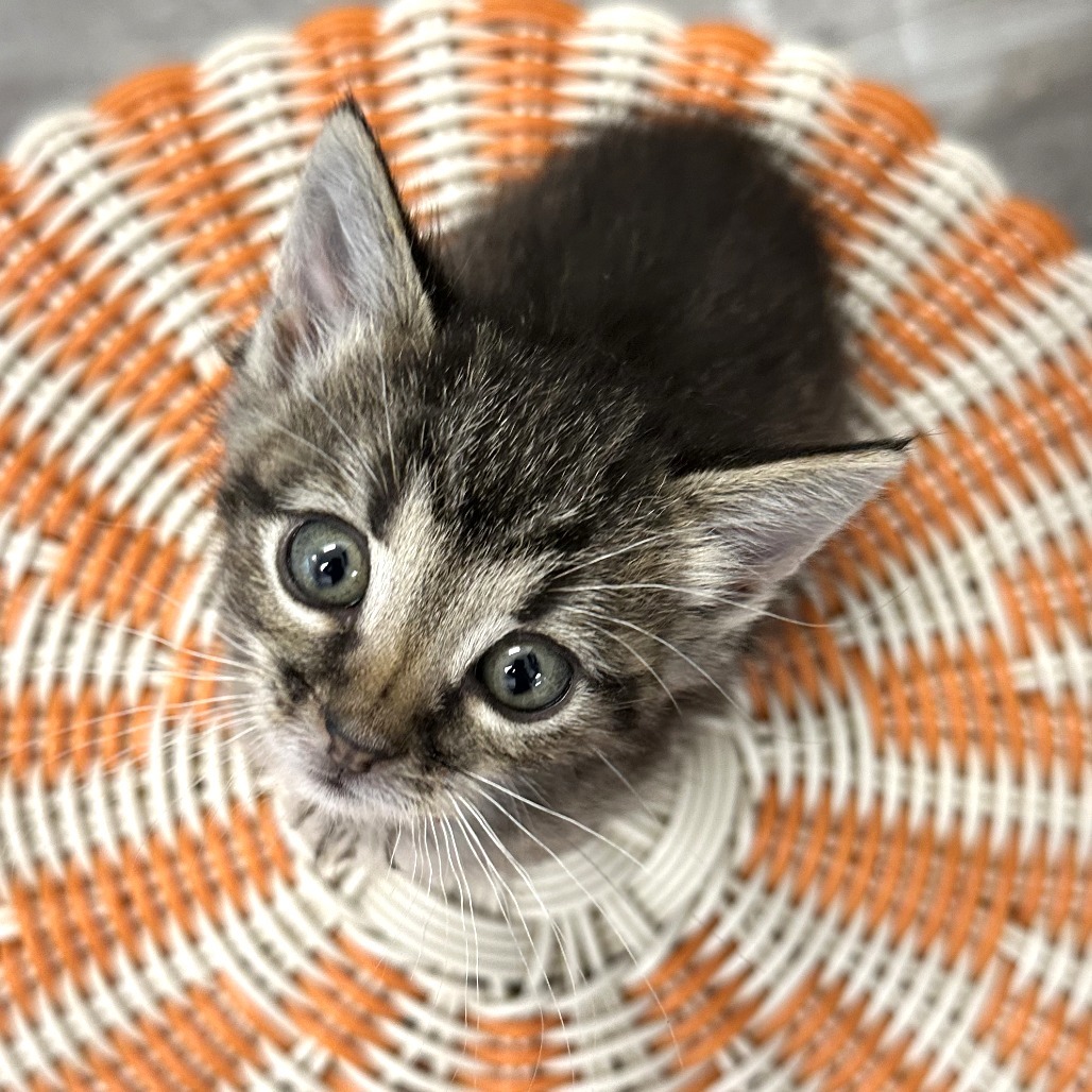 Tiny, an adoptable Domestic Short Hair in Durango, CO, 81303 | Photo Image 3