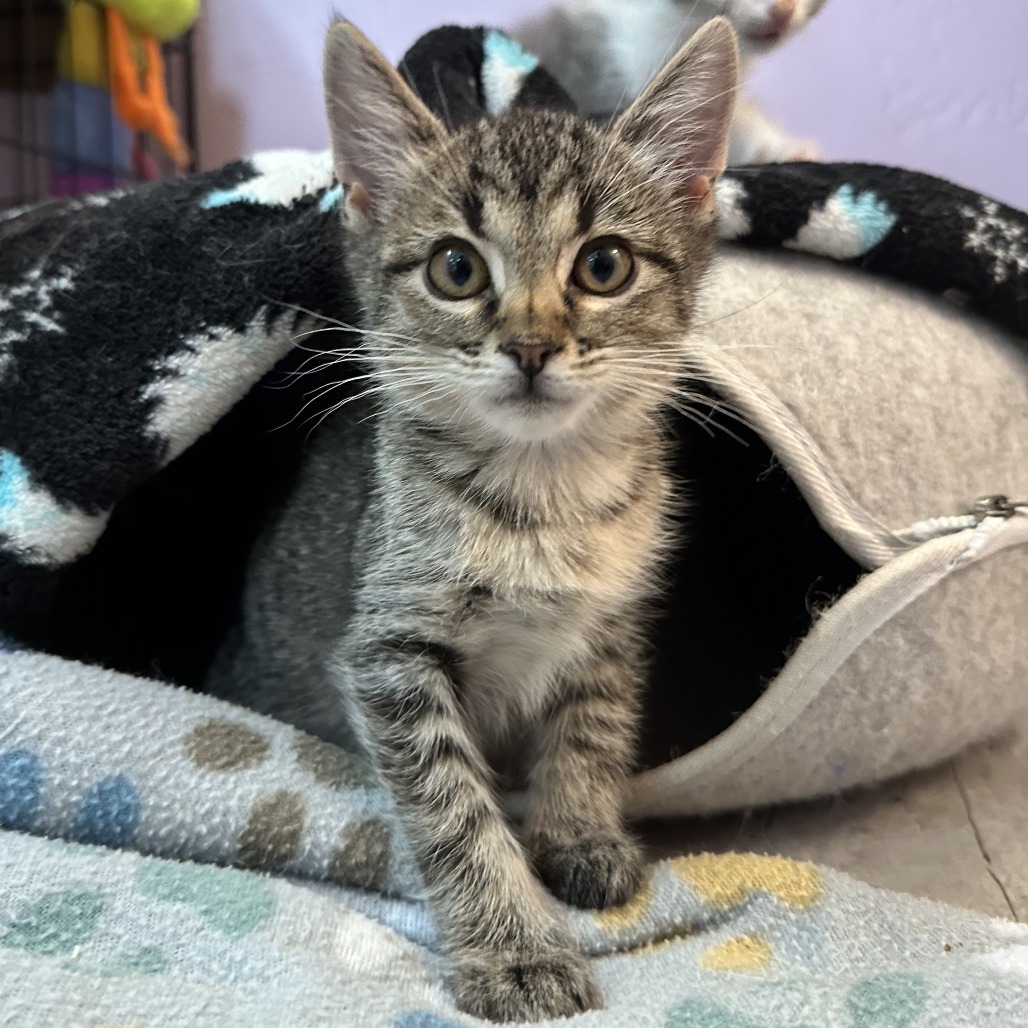 Tiny, an adoptable Domestic Short Hair in Durango, CO, 81303 | Photo Image 5