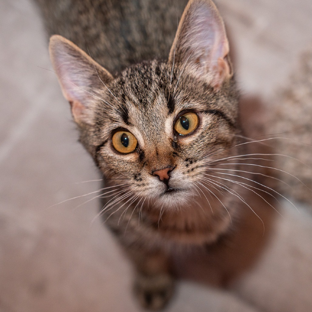 Tiny, an adoptable Domestic Short Hair in Durango, CO, 81303 | Photo Image 6