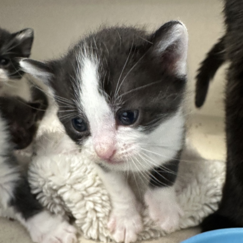 Moo, an adoptable Domestic Short Hair in Durango, CO, 81303 | Photo Image 2