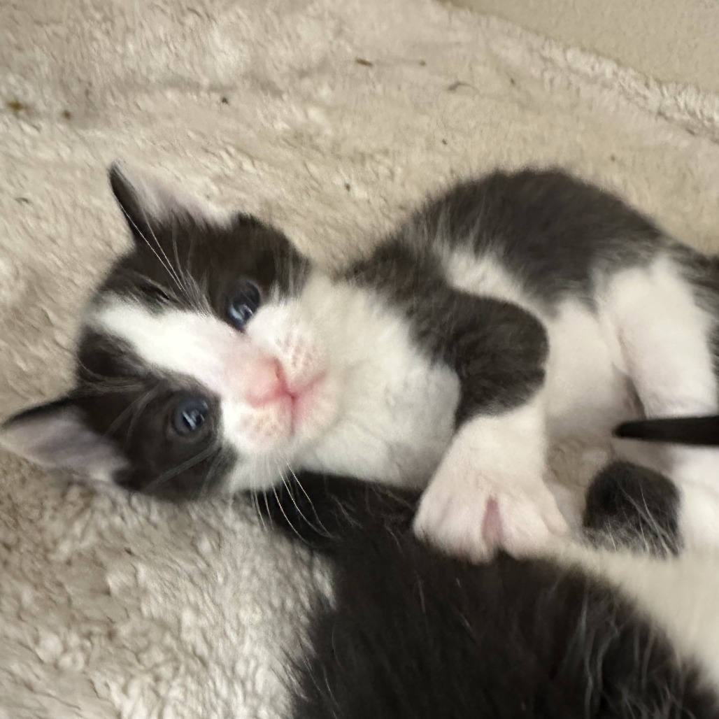 Moo, an adoptable Domestic Short Hair in Durango, CO, 81303 | Photo Image 3