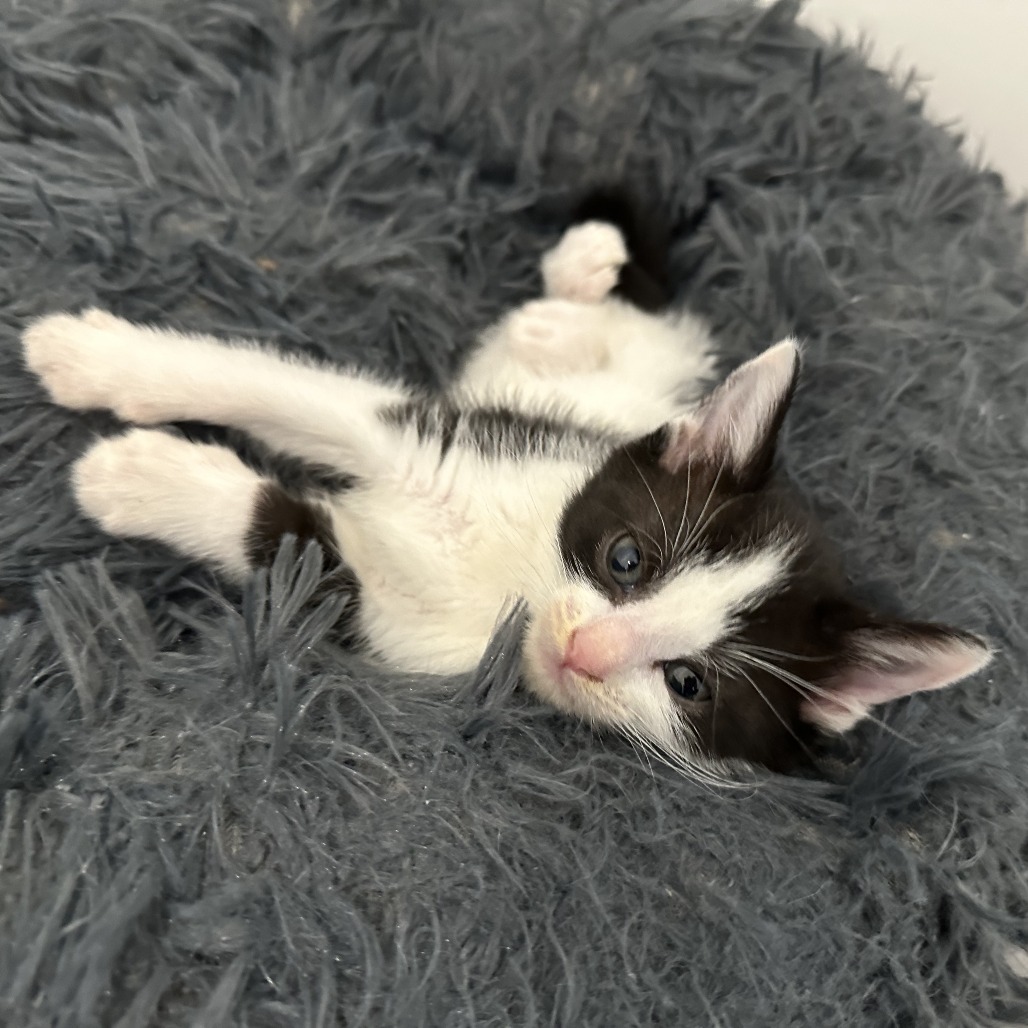 Moo, an adoptable Domestic Short Hair in Durango, CO, 81303 | Photo Image 4