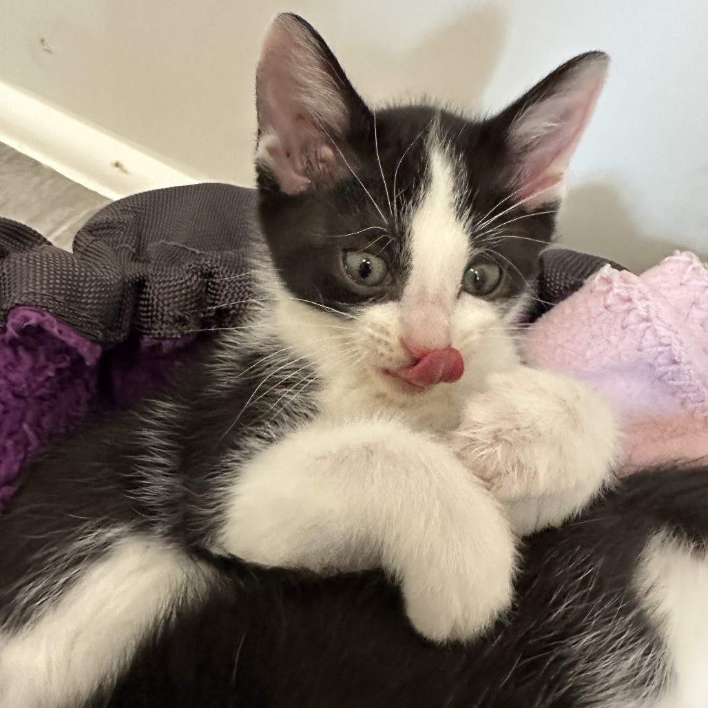 Moo, an adoptable Domestic Short Hair in Durango, CO, 81303 | Photo Image 5
