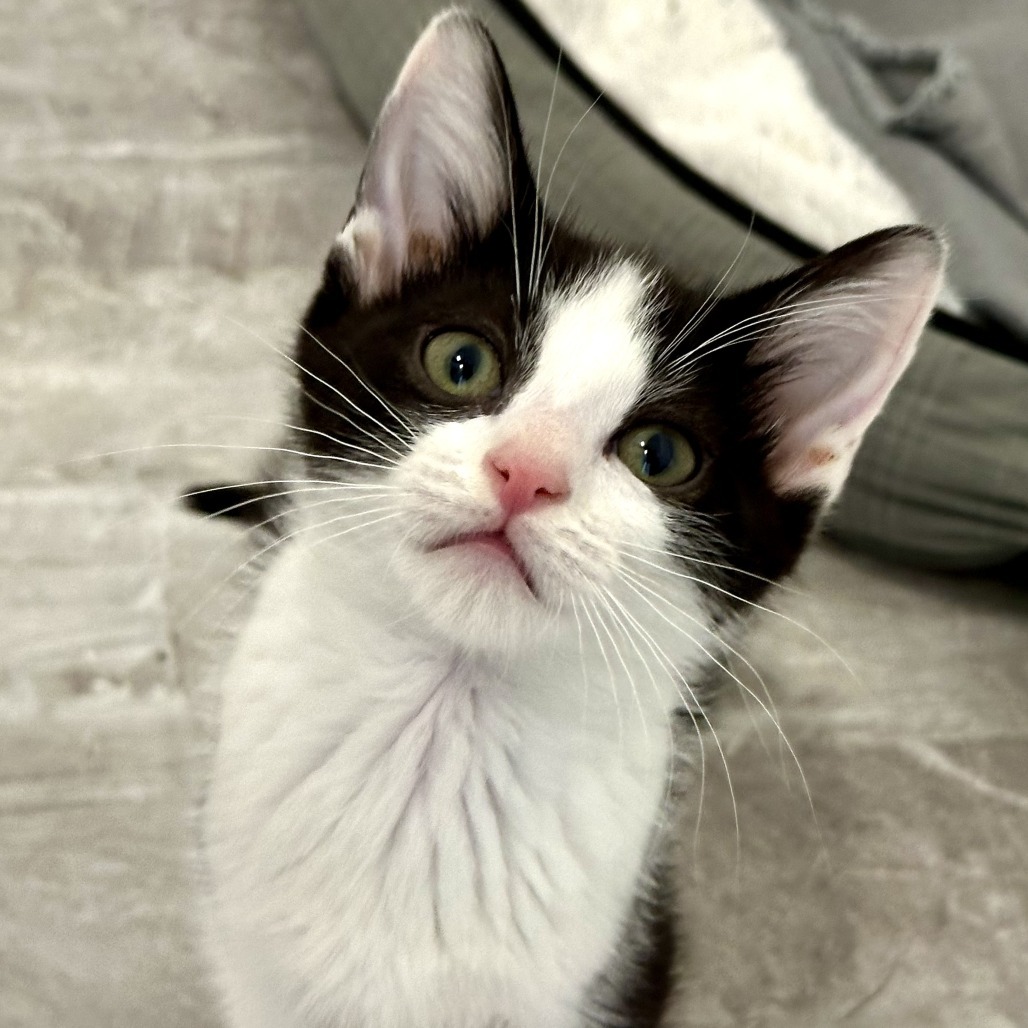 Moo, an adoptable Domestic Short Hair in Durango, CO, 81303 | Photo Image 6