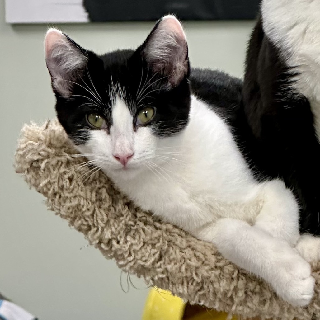 Valentine, an adoptable Domestic Short Hair in Durango, CO, 81303 | Photo Image 1