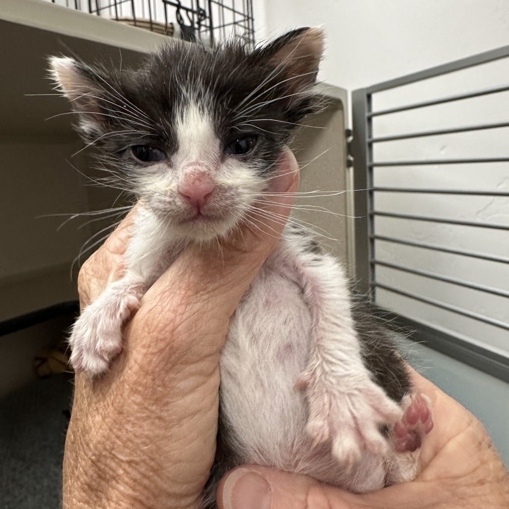 Valentine, an adoptable Domestic Short Hair in Durango, CO, 81303 | Photo Image 2
