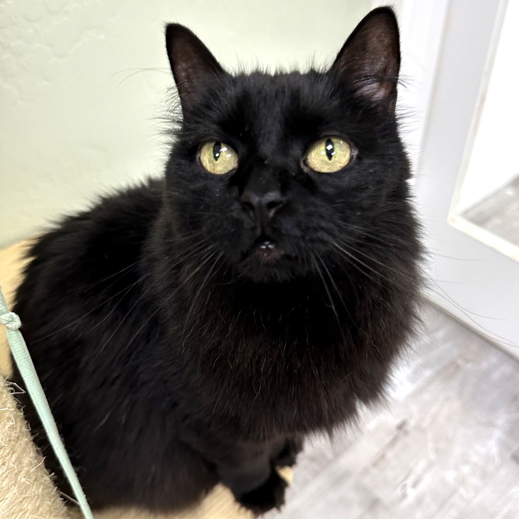 MeMe, an adoptable Domestic Medium Hair in Durango, CO, 81303 | Photo Image 1