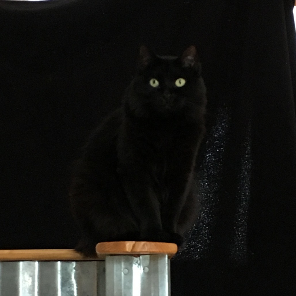 MeMe, an adoptable Domestic Medium Hair in Durango, CO, 81303 | Photo Image 2