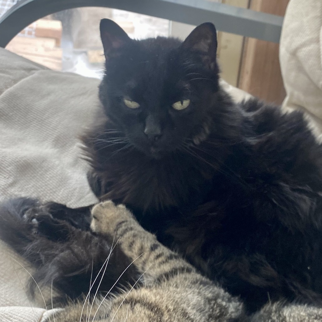 MeMe, an adoptable Domestic Medium Hair in Durango, CO, 81303 | Photo Image 3