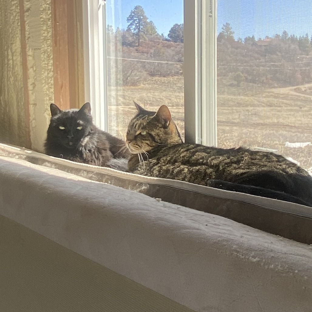 MeMe, an adoptable Domestic Medium Hair in Durango, CO, 81303 | Photo Image 4