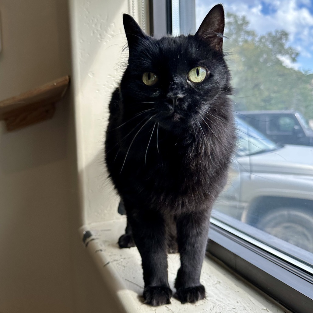MeMe, an adoptable Domestic Medium Hair in Durango, CO, 81303 | Photo Image 5