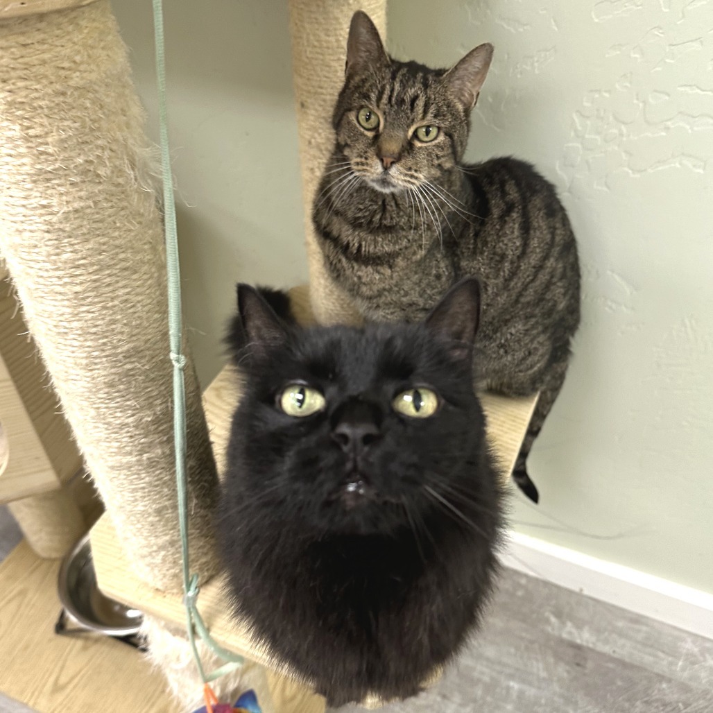 MeMe, an adoptable Domestic Medium Hair in Durango, CO, 81303 | Photo Image 6