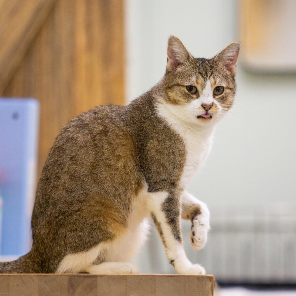 Bridget, an adoptable Domestic Short Hair in Durango, CO, 81303 | Photo Image 1