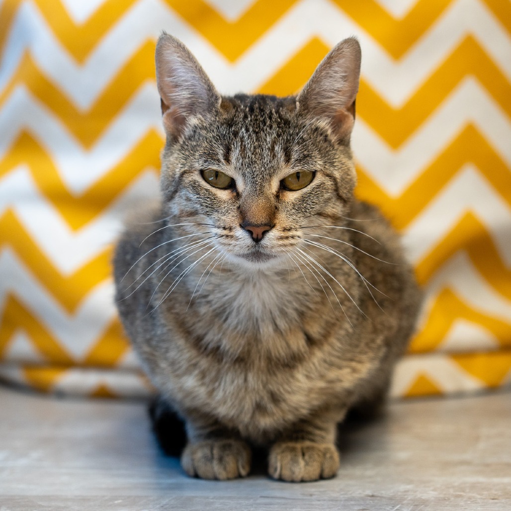 Mary, an adoptable Domestic Short Hair in Durango, CO, 81303 | Photo Image 1