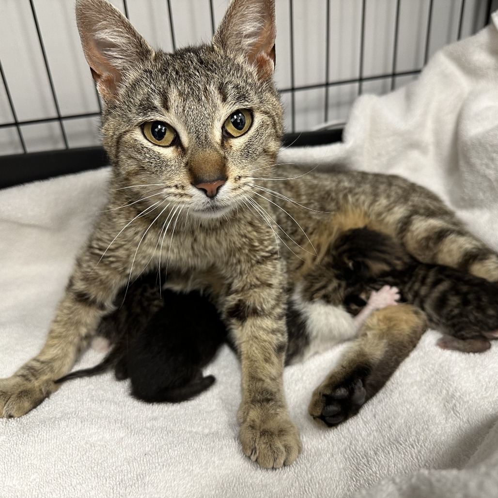 Mary, an adoptable Domestic Short Hair in Durango, CO, 81303 | Photo Image 2