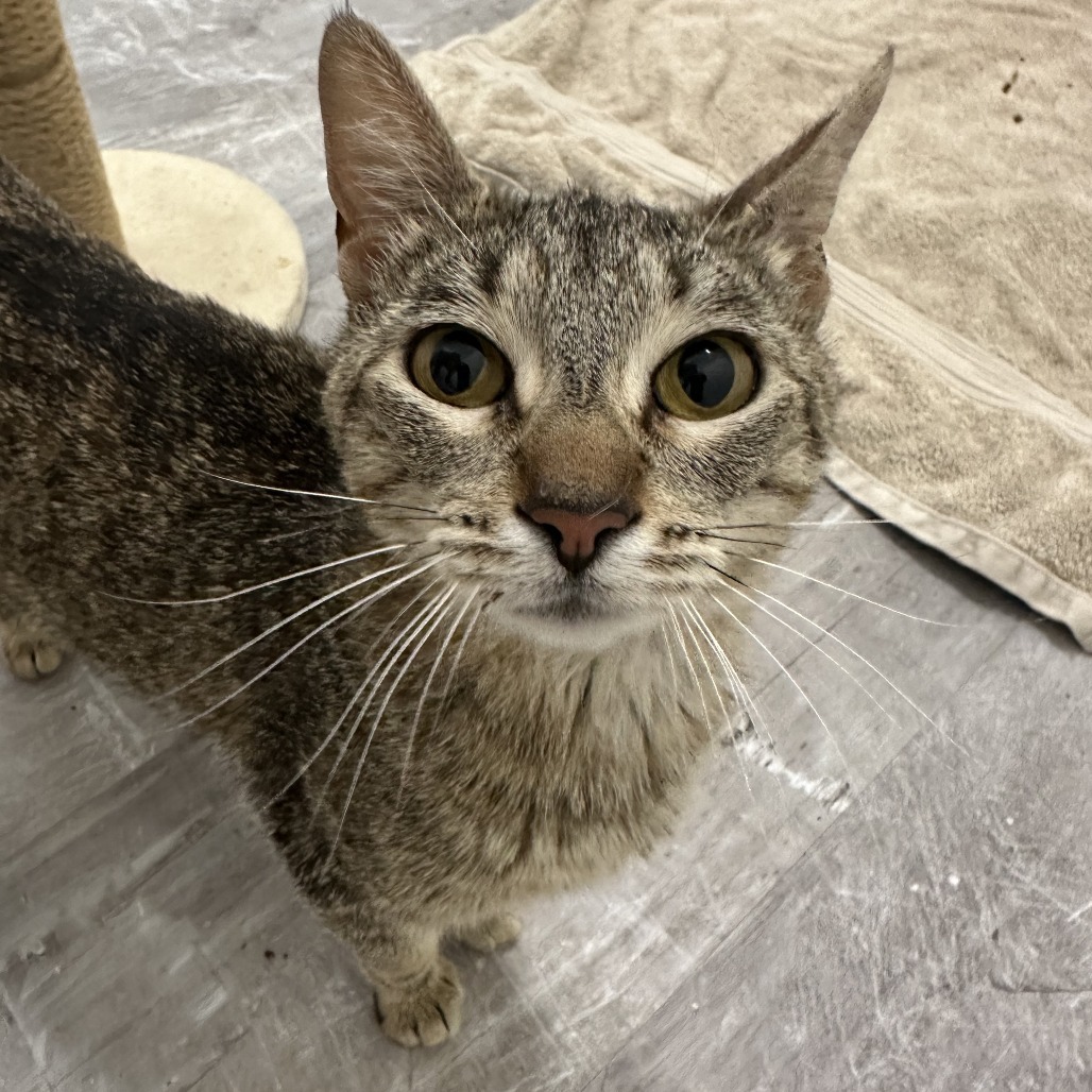Mary, an adoptable Domestic Short Hair in Durango, CO, 81303 | Photo Image 3