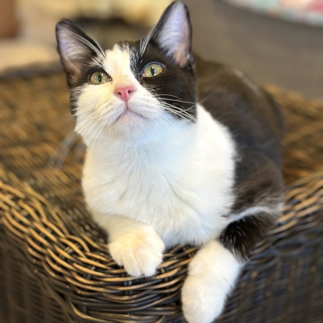 Clover, an adoptable Domestic Short Hair in Durango, CO, 81303 | Photo Image 1