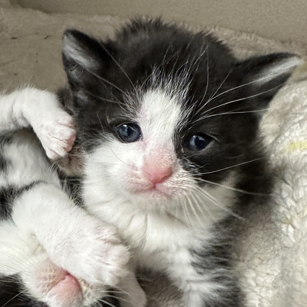 Clover, an adoptable Domestic Short Hair in Durango, CO, 81303 | Photo Image 2