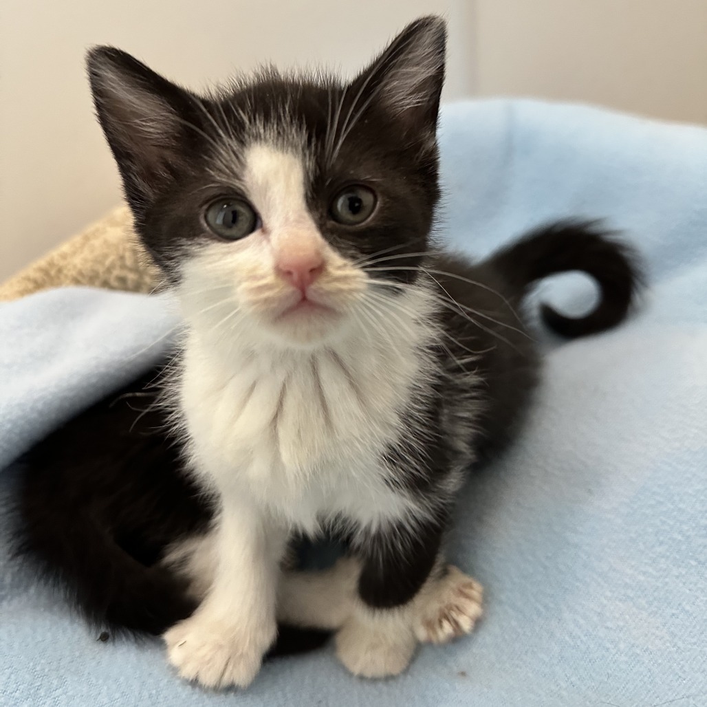 Clover, an adoptable Domestic Short Hair in Durango, CO, 81303 | Photo Image 3