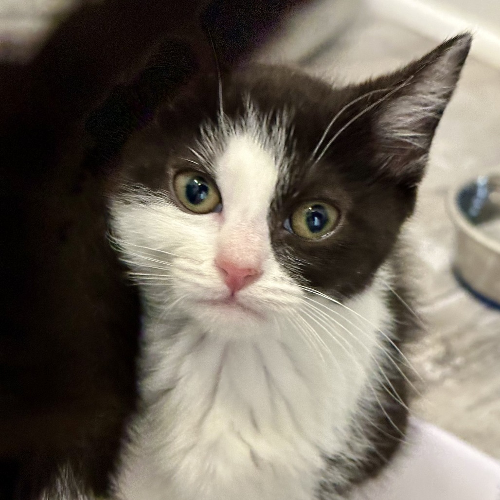 Clover, an adoptable Domestic Short Hair in Durango, CO, 81303 | Photo Image 4