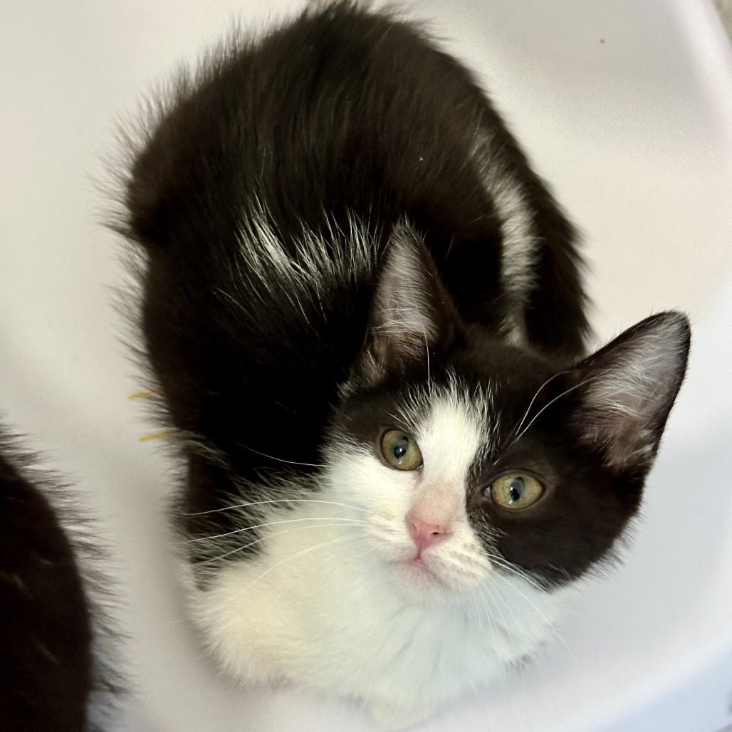 Clover, an adoptable Domestic Short Hair in Durango, CO, 81303 | Photo Image 5