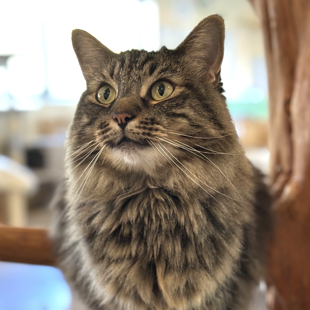 Dandy, an adoptable Domestic Long Hair in Durango, CO, 81303 | Photo Image 1