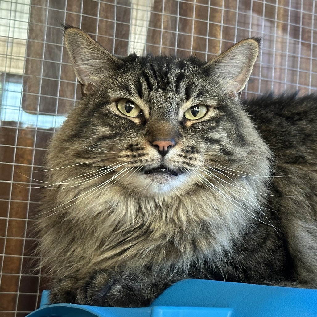 Dandy, an adoptable Domestic Long Hair in Durango, CO, 81303 | Photo Image 2