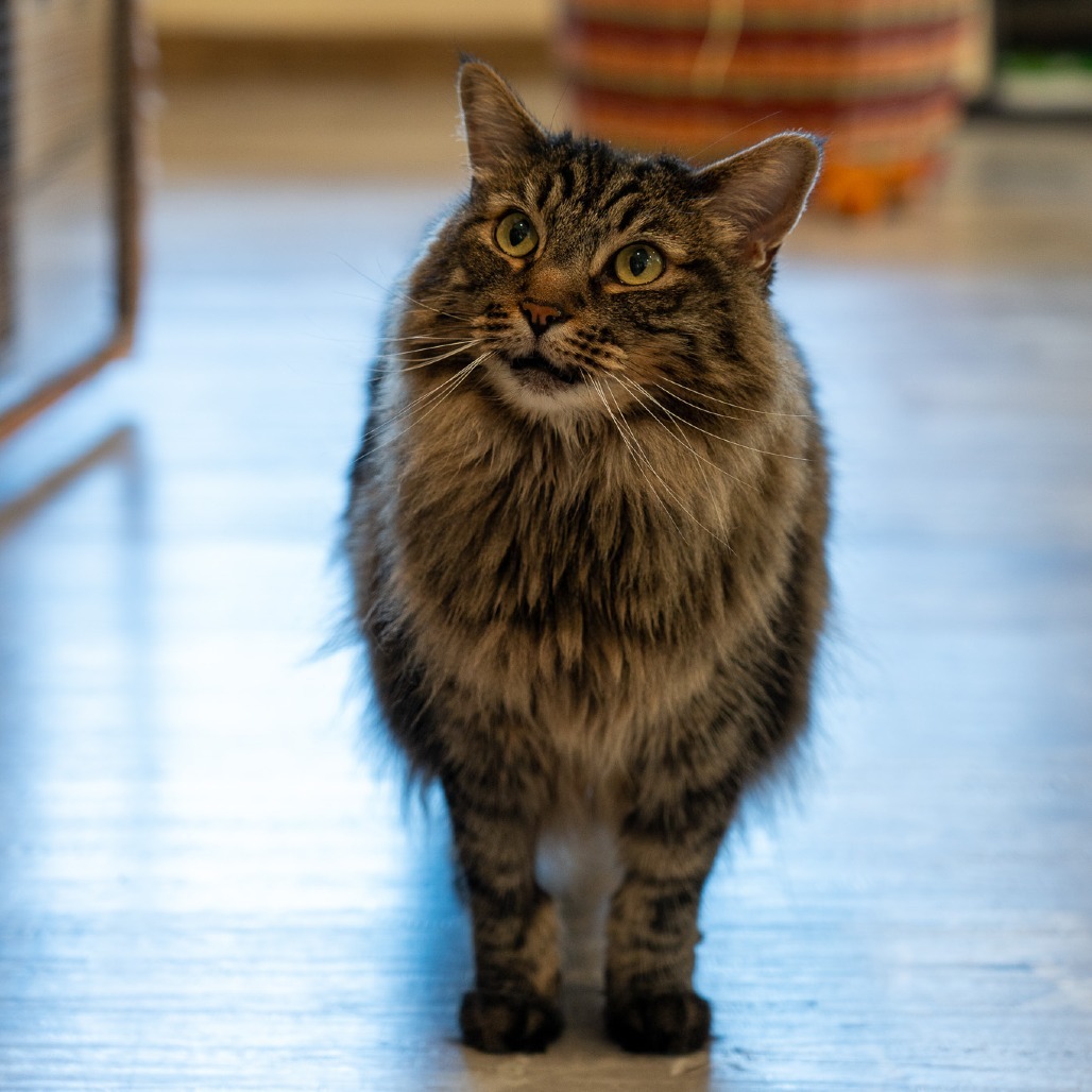 Dandy, an adoptable Domestic Long Hair in Durango, CO, 81303 | Photo Image 3
