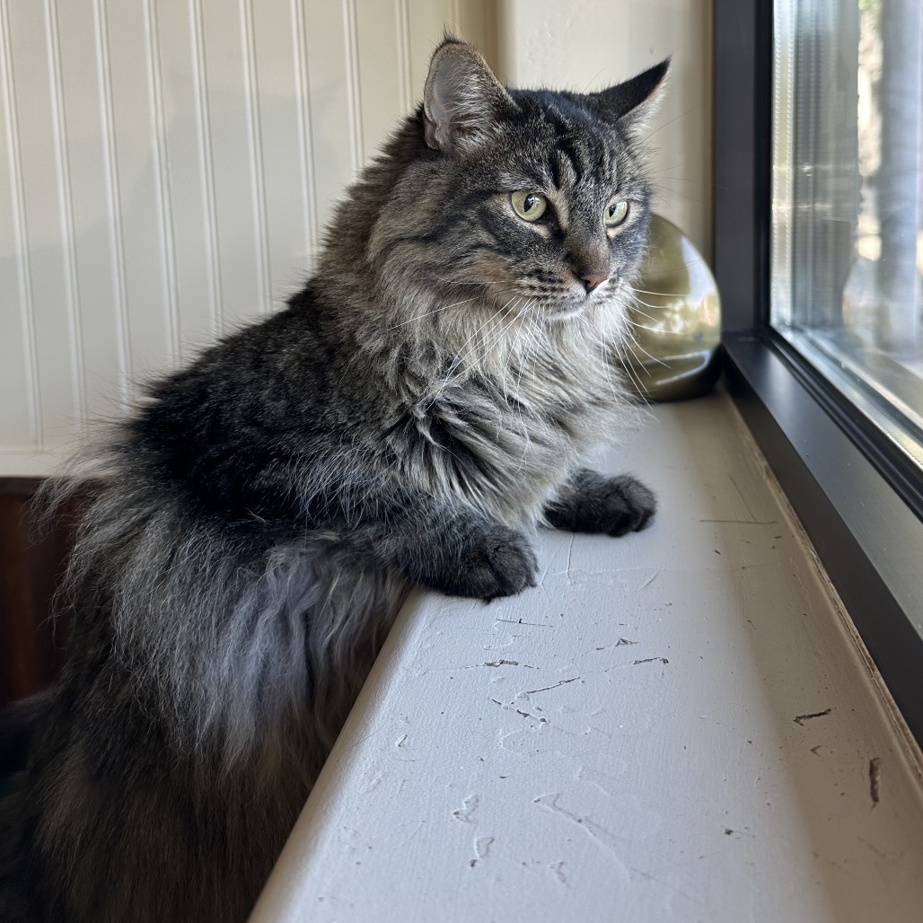 Dandy, an adoptable Domestic Long Hair in Durango, CO, 81303 | Photo Image 4