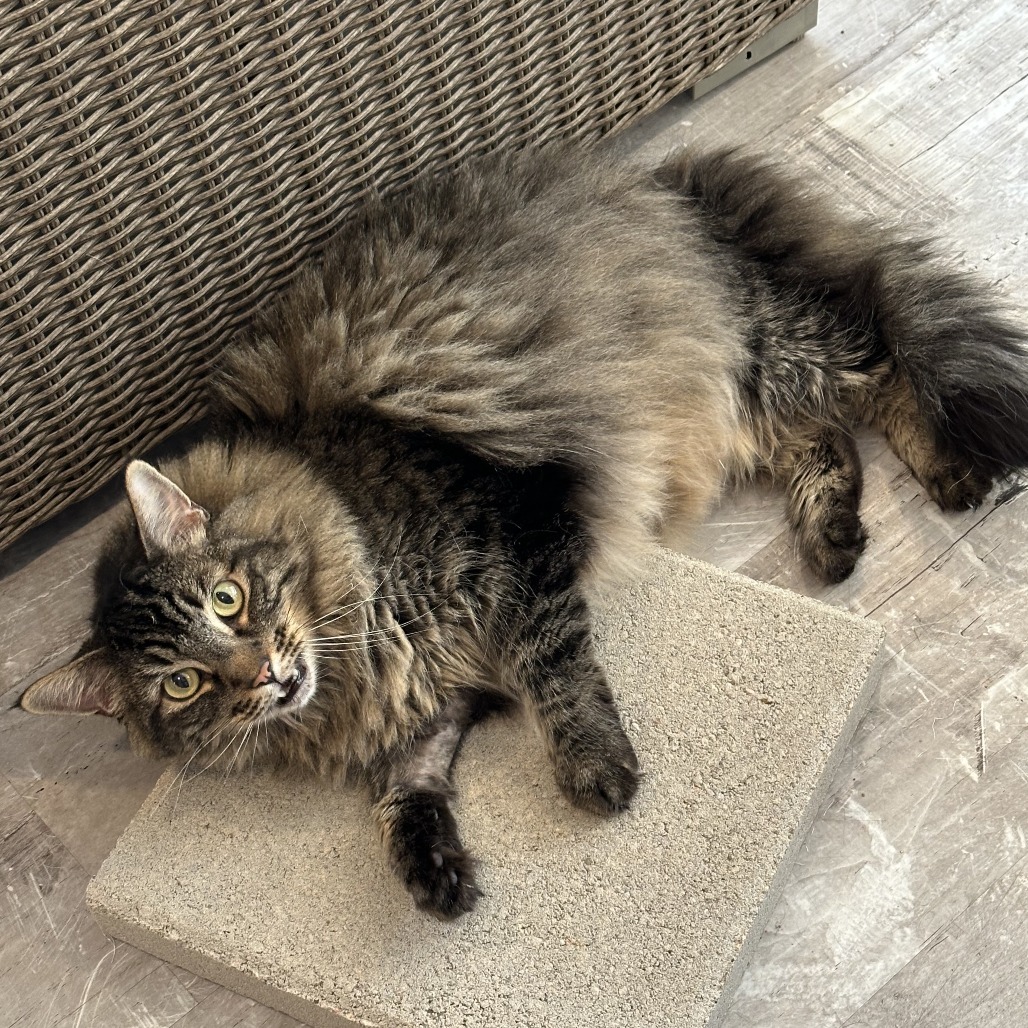 Dandy, an adoptable Domestic Long Hair in Durango, CO, 81303 | Photo Image 5