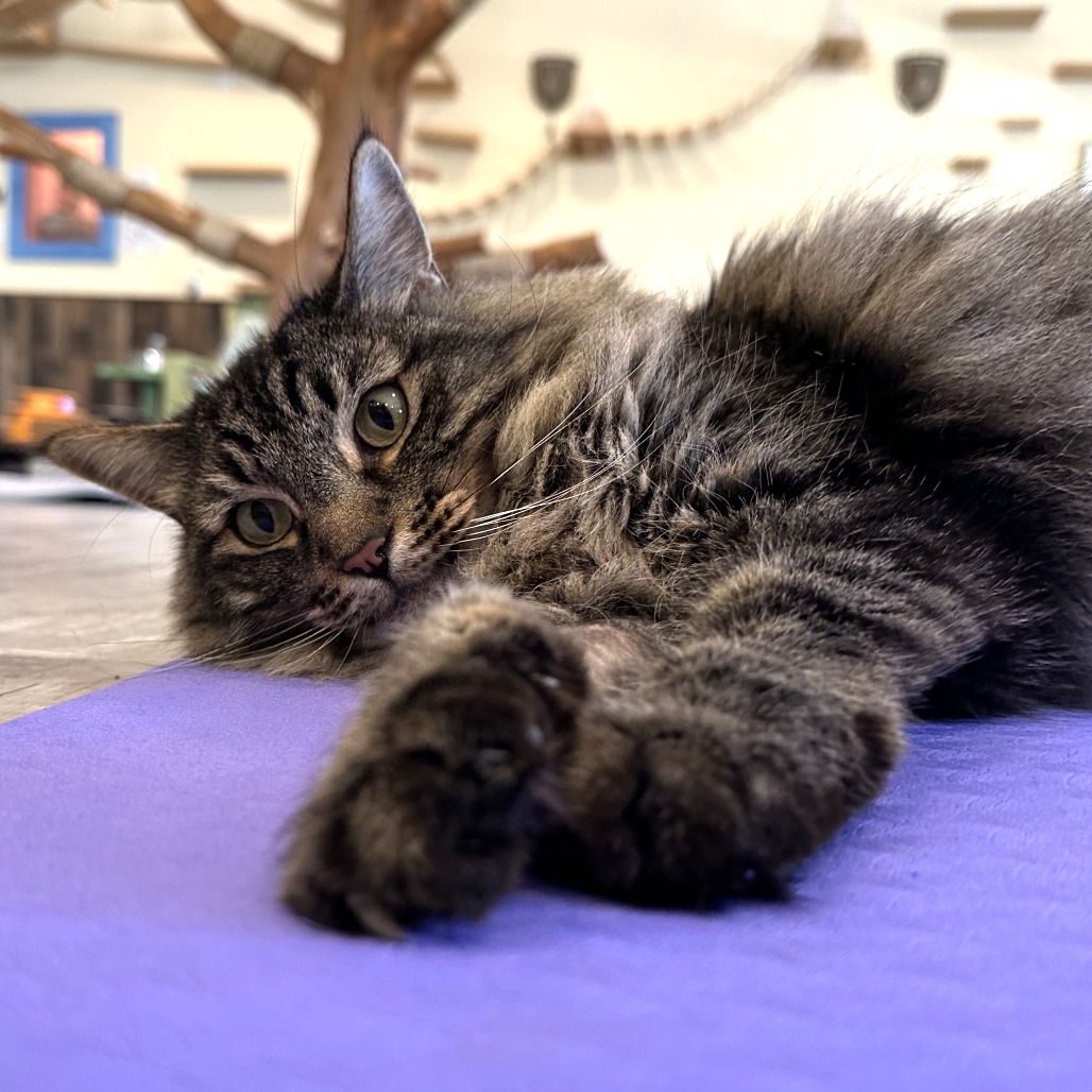 Dandy, an adoptable Domestic Long Hair in Durango, CO, 81303 | Photo Image 6