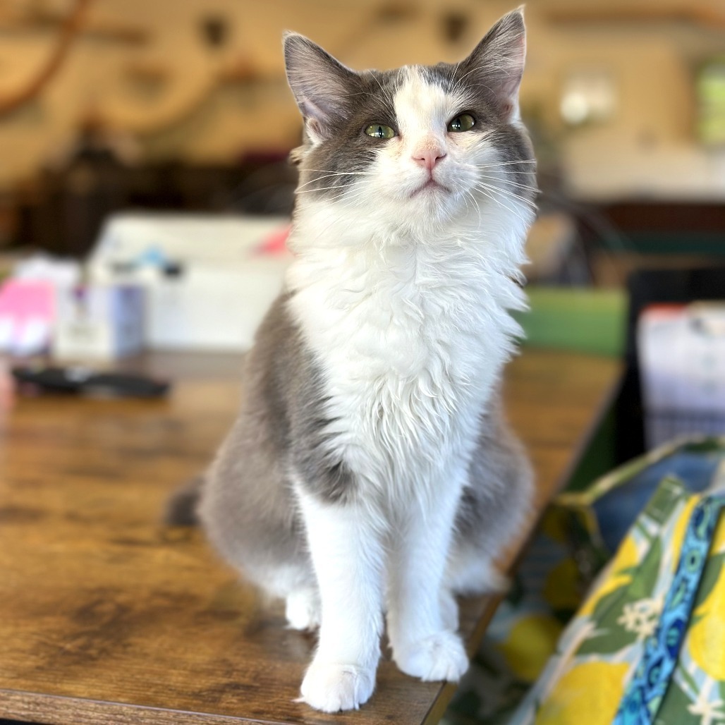 Iris, an adoptable Domestic Long Hair in Durango, CO, 81303 | Photo Image 1