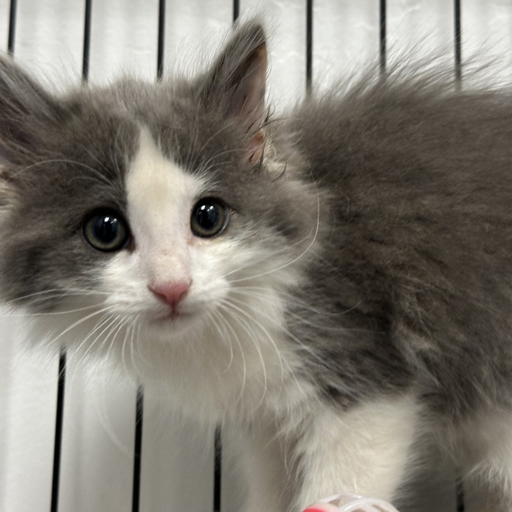 Iris, an adoptable Domestic Long Hair in Durango, CO, 81303 | Photo Image 2