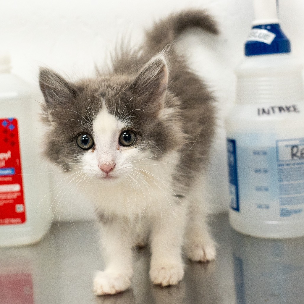 Iris, an adoptable Domestic Long Hair in Durango, CO, 81303 | Photo Image 3