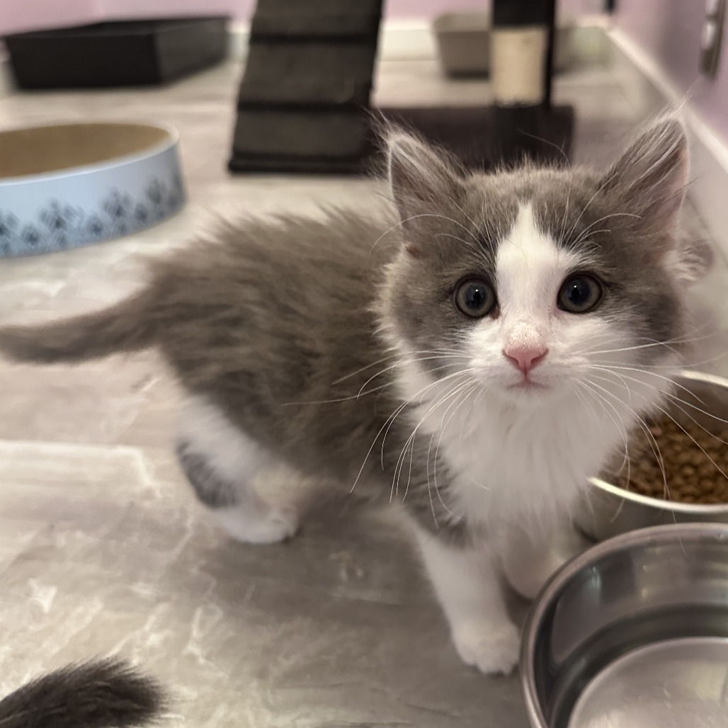 Iris, an adoptable Domestic Long Hair in Durango, CO, 81303 | Photo Image 4