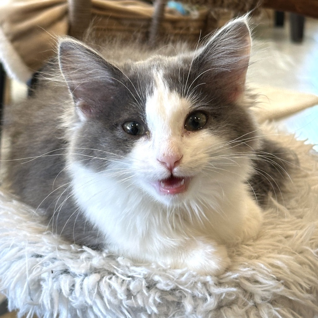 Iris, an adoptable Domestic Long Hair in Durango, CO, 81303 | Photo Image 5